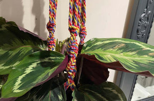 multi-stripe-plant-pot-holder-mid-ls.jpg
