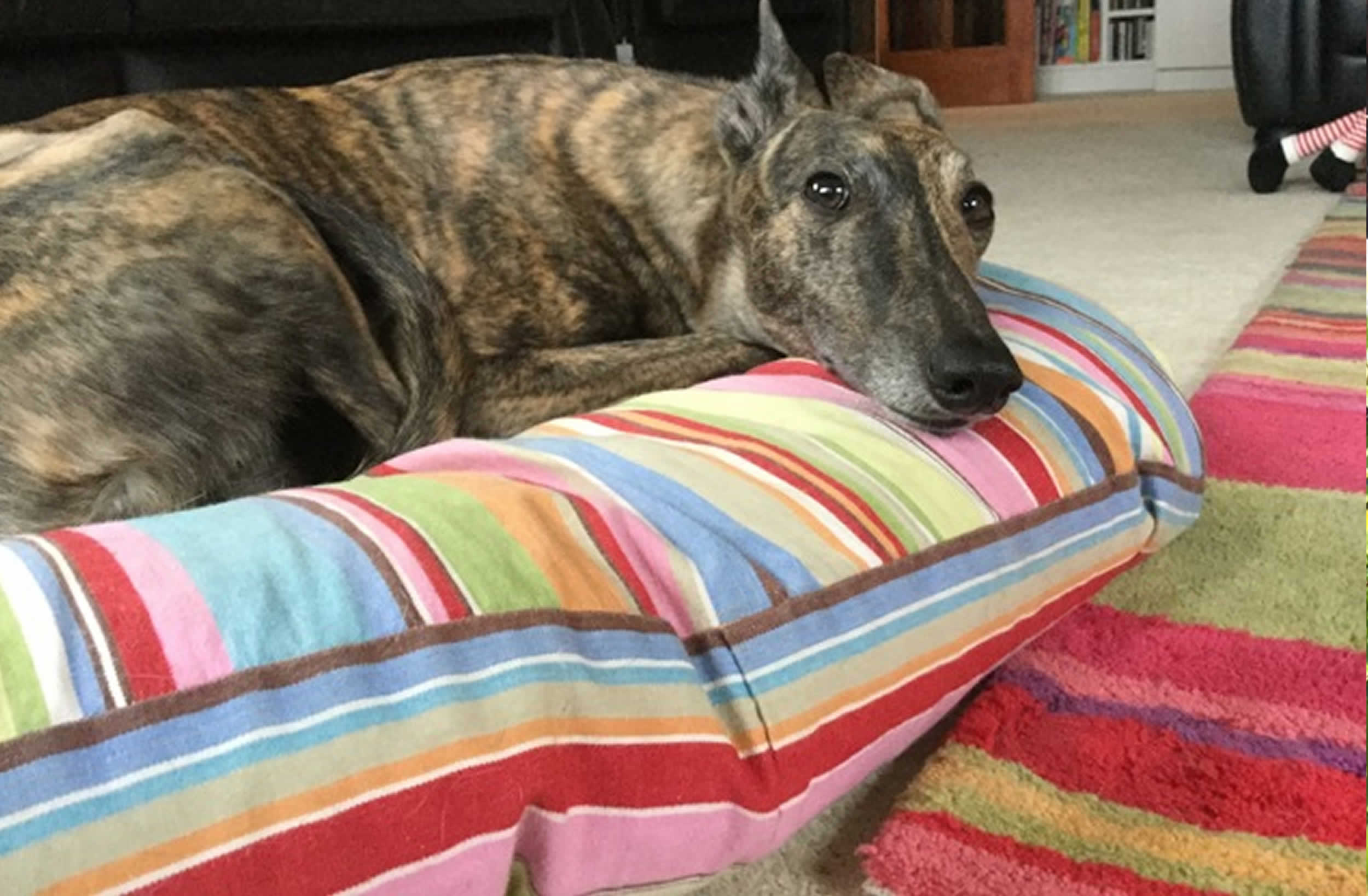 Fabric to Make Dog Beds