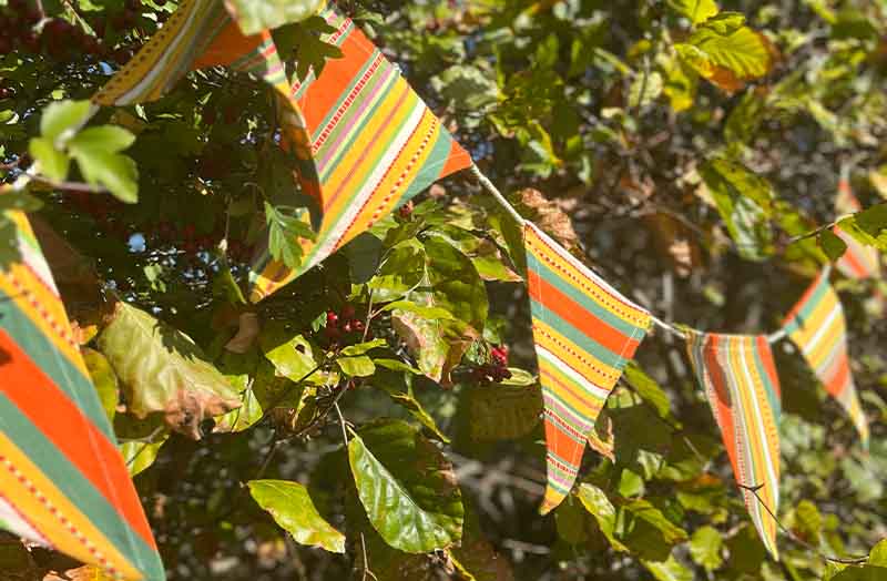 Cotton Bunting