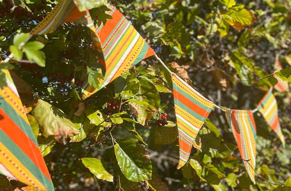Cotton Bunting