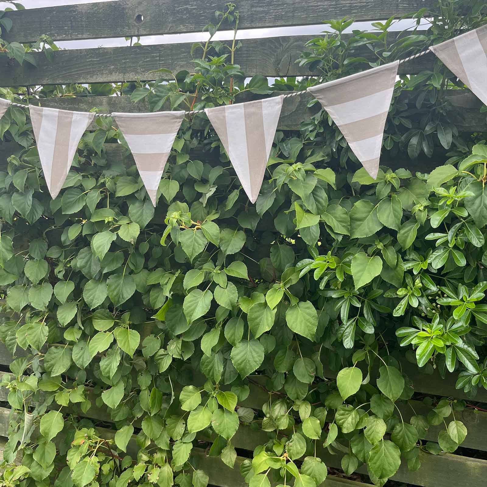 Cotton Bunting