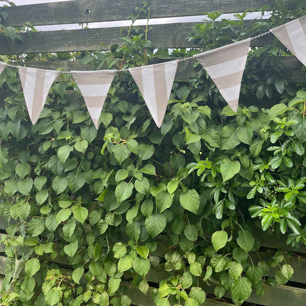 Cotton Bunting
