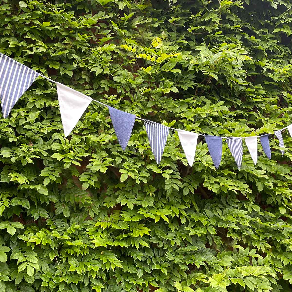 Cotton Bunting