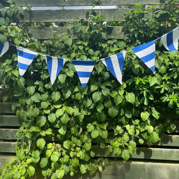 Cotton Bunting