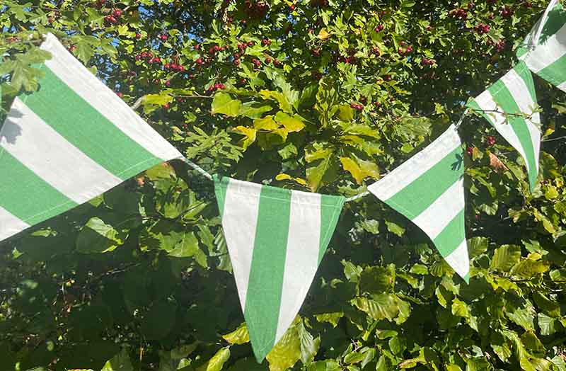 Cotton Bunting