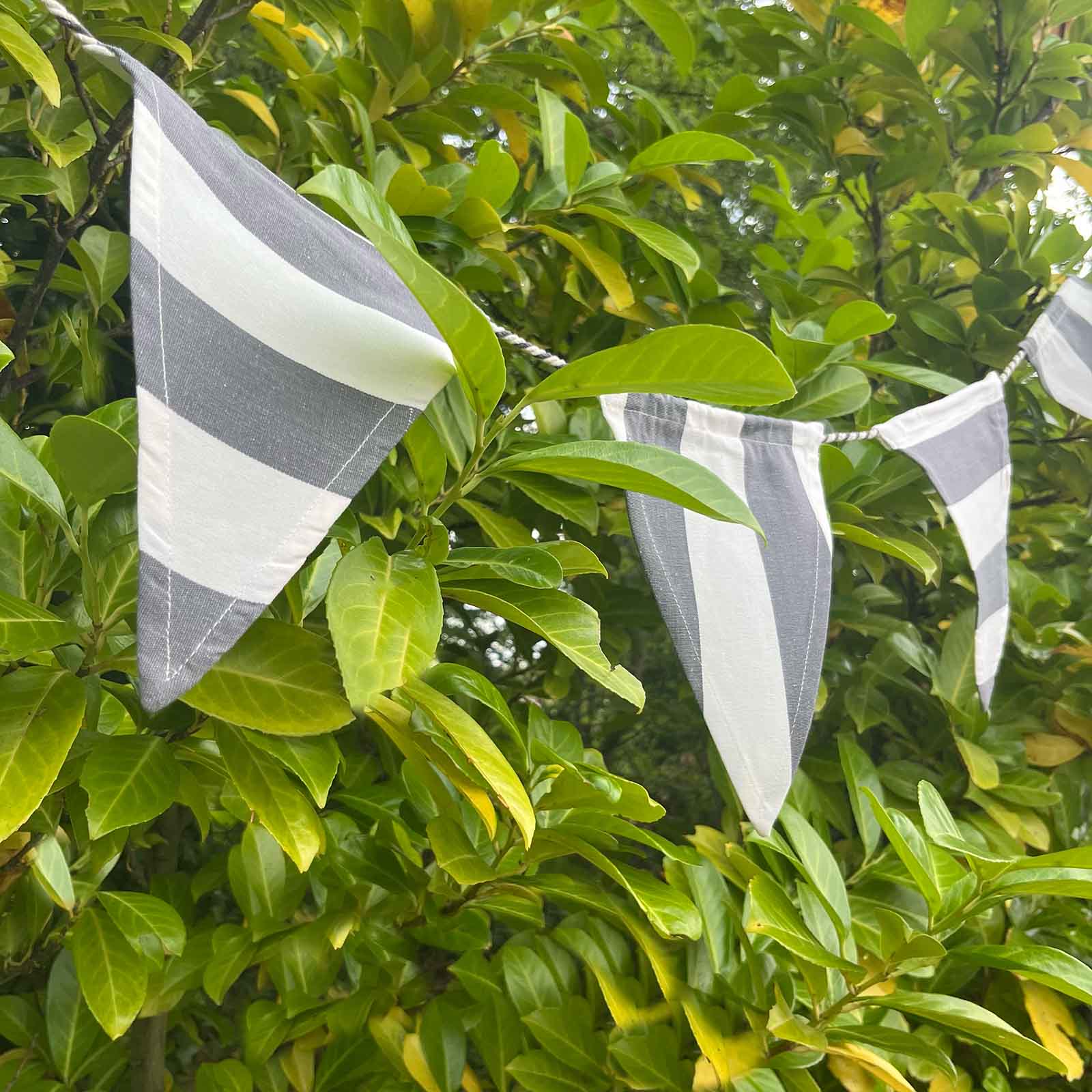 Cotton Bunting