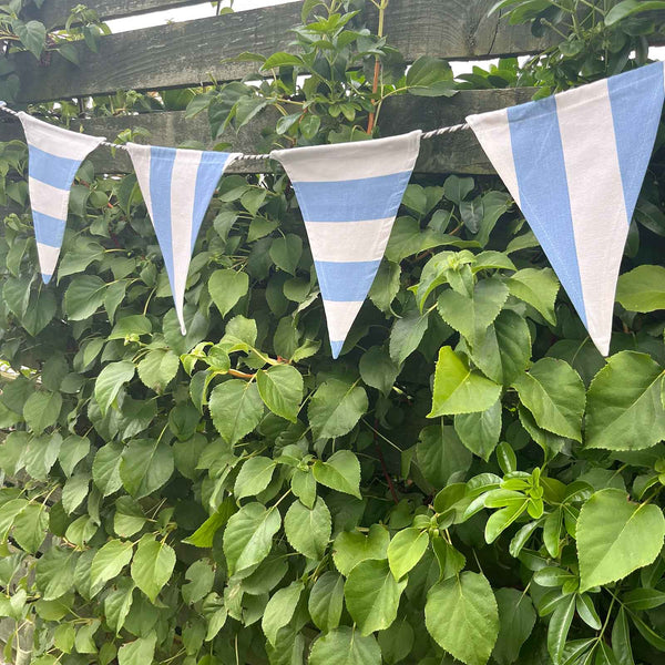 Cotton Bunting