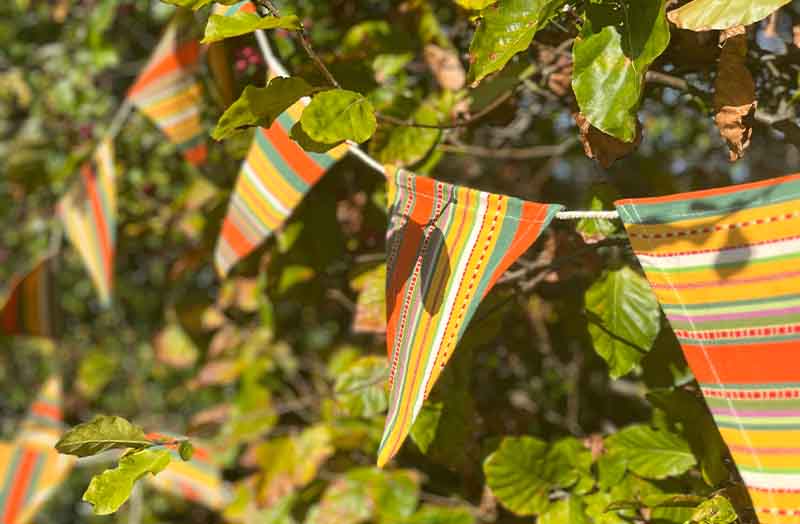 Cotton Bunting