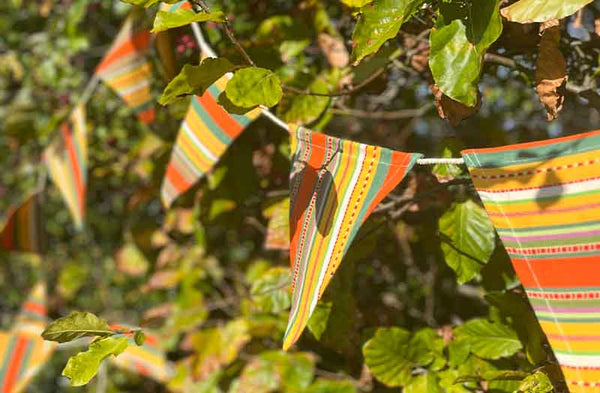 Cotton Bunting