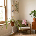 A hanging macrame plant hanger with colourful pastel cotton covered beads holding a terracotta pot with a green spider plant in