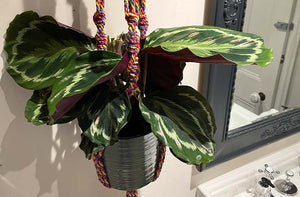 multi-stripe-plant-pot-holder-ls.jpg