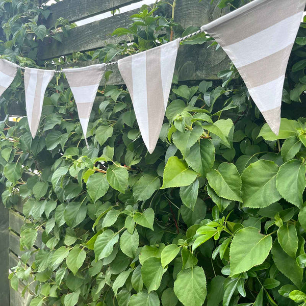Cotton Bunting