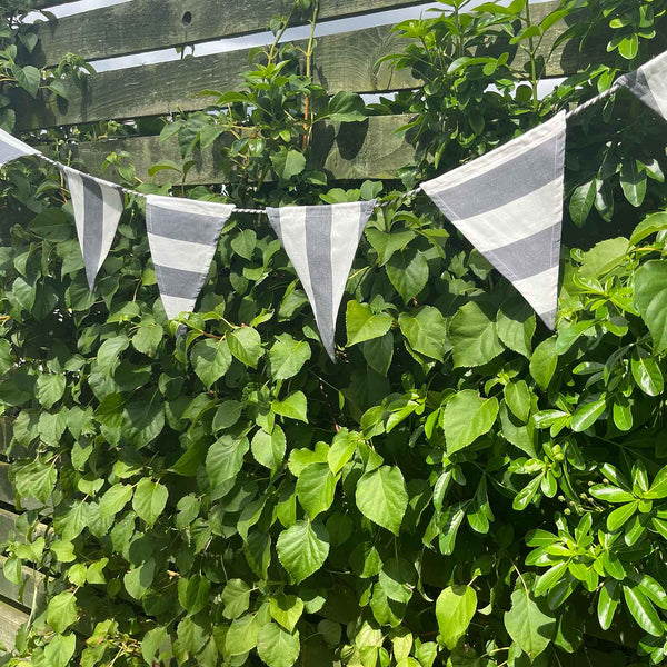 Cotton Bunting